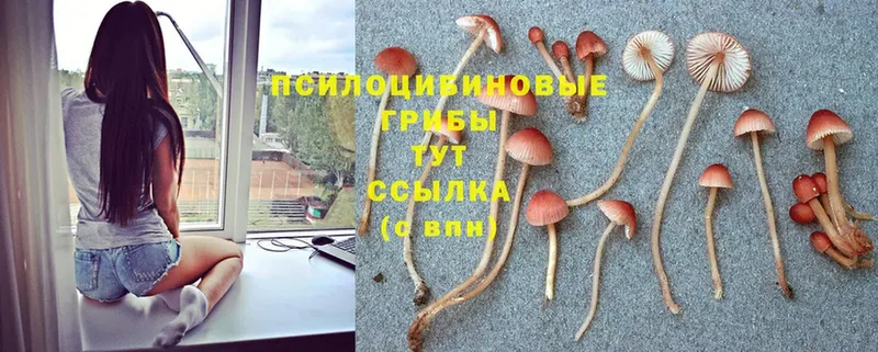 Галлюциногенные грибы GOLDEN TEACHER  закладка  Бугульма 